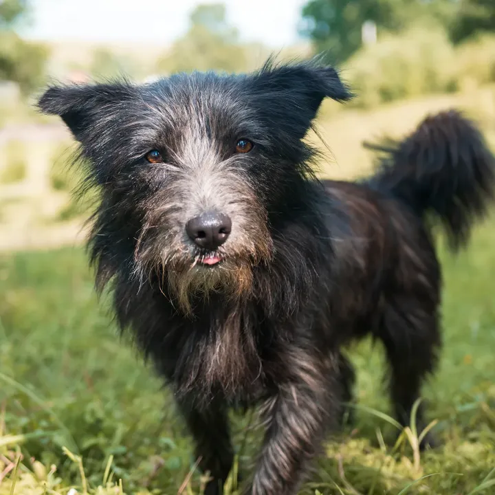 Bravecto chien 2-4,5 kg 2 comprimés
