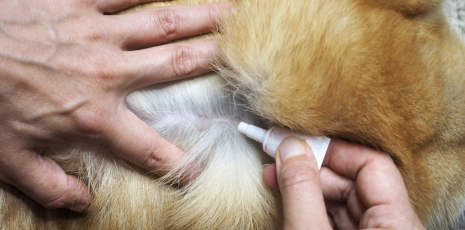 Antiparasitaires externes chez le chien : pourquoi et comment bien les utiliser