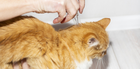 Antiparasitaires externes chez le chat : indispensables au quotidien ?