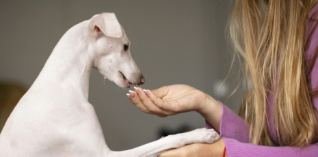 Antiparasitaires (puces et tiques) par voie orale chez le chien et le chat