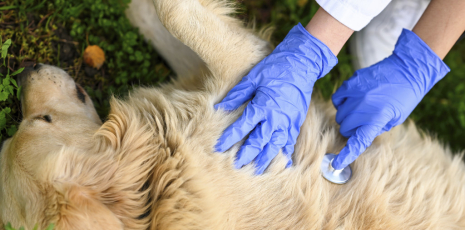 Vermifuge chez le chien et le chat : protéger son animal des parasites internes