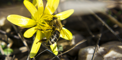 Apis mellifica